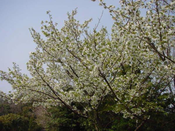 津久見市海岸線風景桜