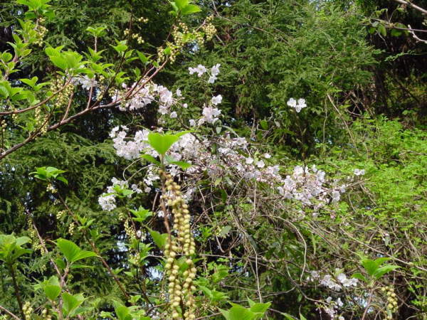 津久見市海岸線風景山桜とキブシ